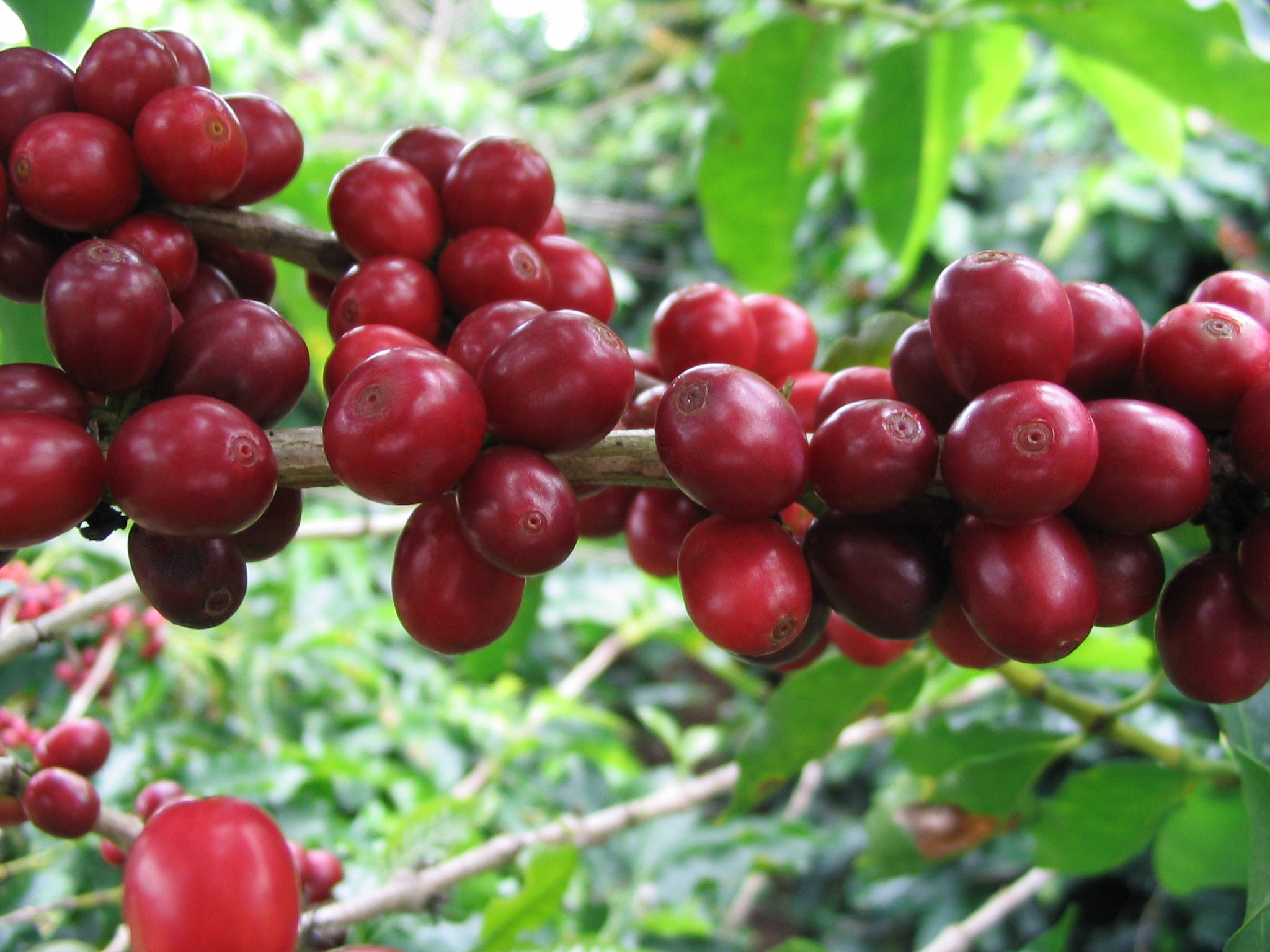 Discovery of caffeine