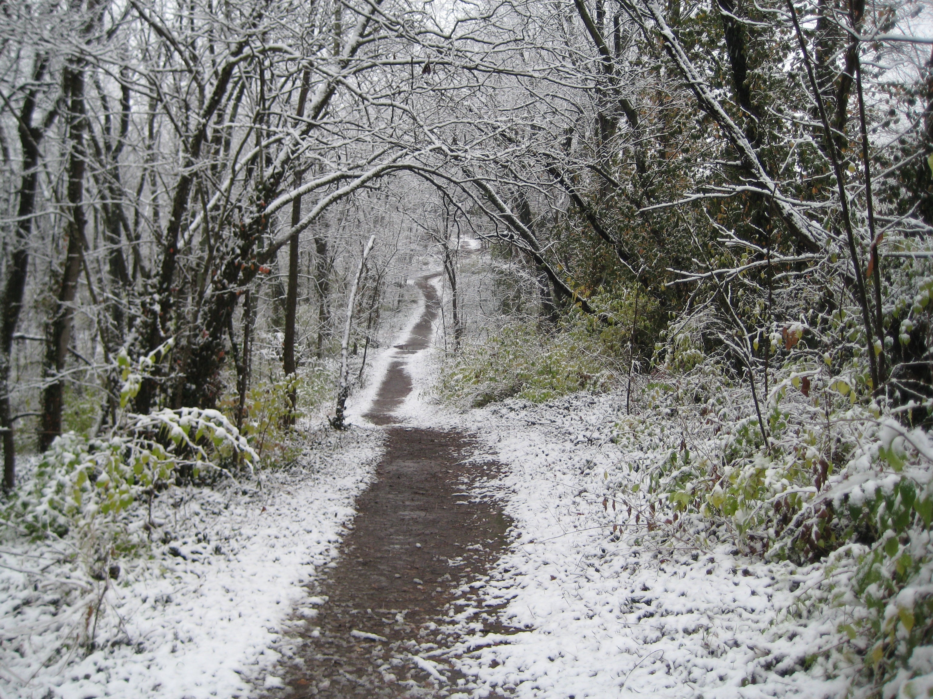 A walk in the woods