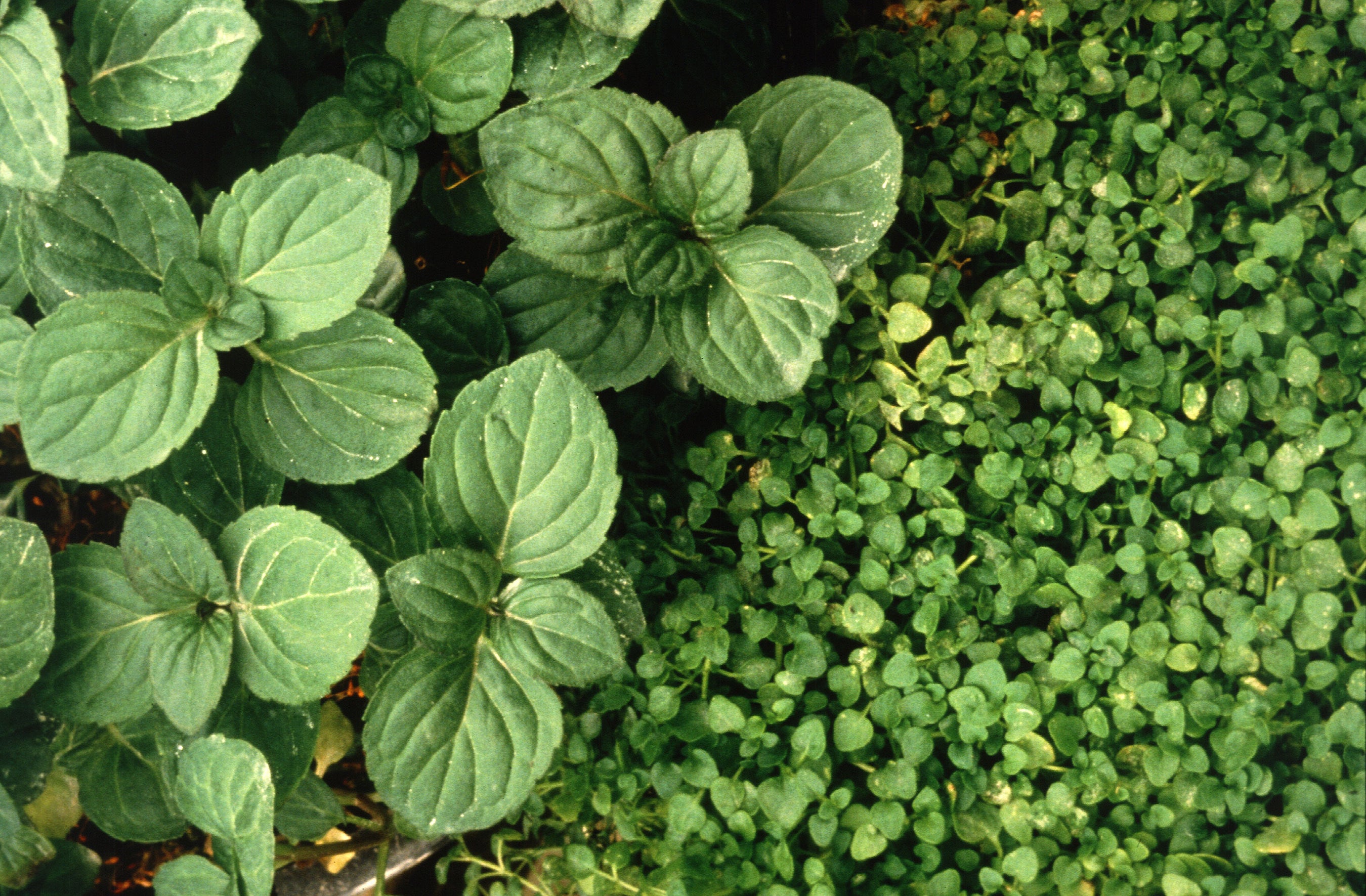 Peppermint is healthful and stimulating