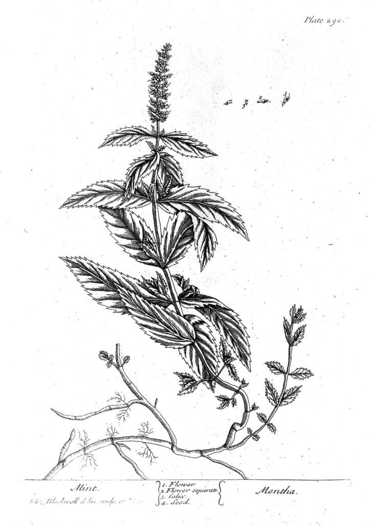 Mint plant